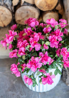 Artificial Azalea Flower Bush in Fuchsia - 13"
