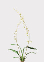 Tall Artificial Blooming Brassia Orchid Plant - 52"